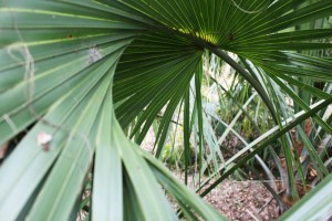 Small plant in Centenary's Arboretum, Sunday, Feb. 15, 2015, in Shreveport Louisiana. Many of the plants continue to thrive in cold winter months.
